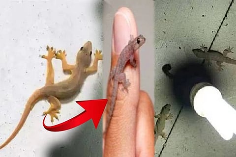 Baby Lizard