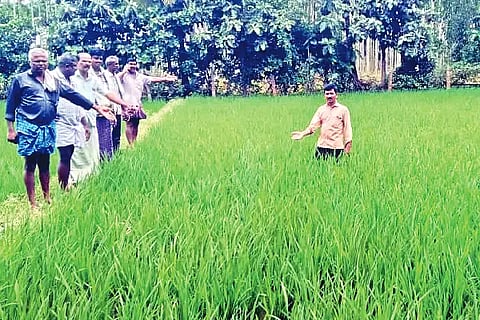 Basavapatna, paddy, weed killer, spraying,