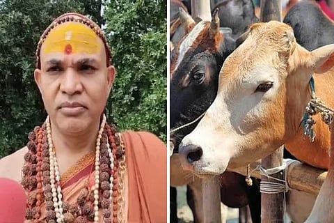 Cow