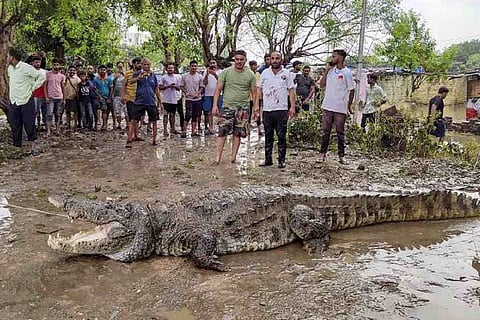 Crocodiles