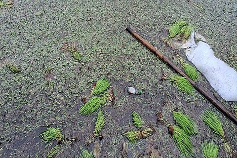Crop damage in 32.426 hectares in Kodagu