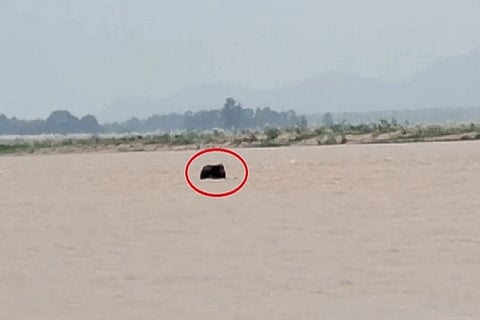 Elephant