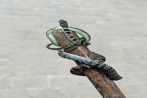 FLYING SNAKE