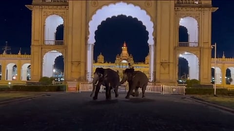 Fight between elephants Kanjan and Dhananjaya in Mysore Palace