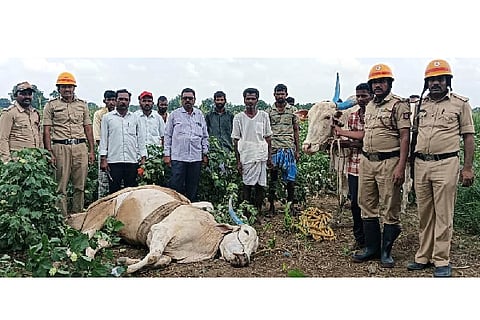 Firefighters pulled out the bulls that fell into the well