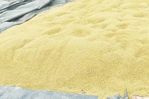 Hesarukalu crop