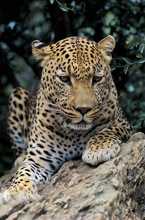 Leopard (1)