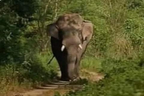 MDG elephant