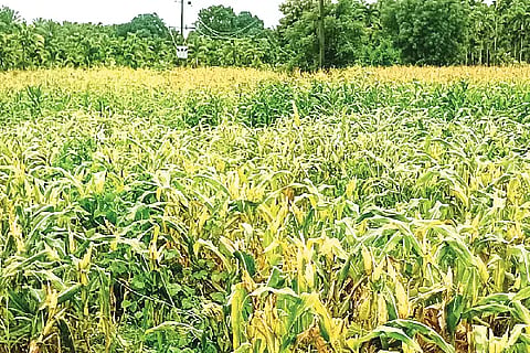 Maize, fodder, harvest,