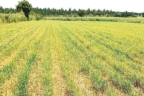 Mayakonda, millet, sowing,