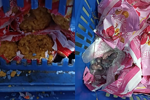Mice Prasad