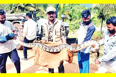 Nyamati, python, sere,