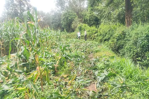 Puradalu village crop loss