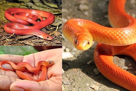 Red coral kukri snake