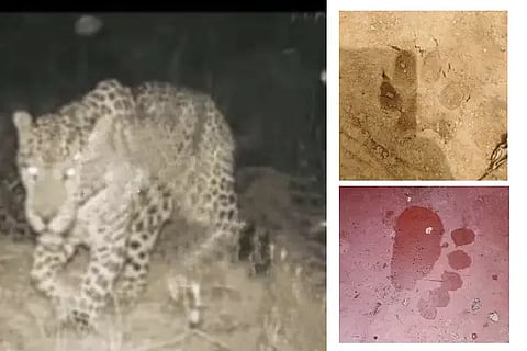 Sasvehalli, leopard, bear,