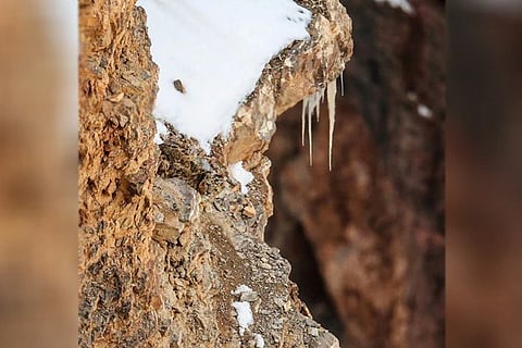 Snow leapord 1