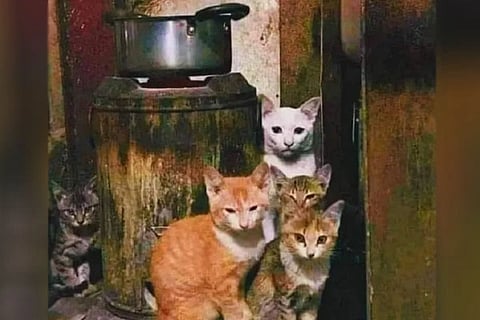 Spot the cat 1