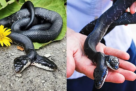 Two Head Snake
