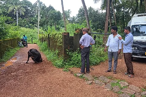 Ull_Cow