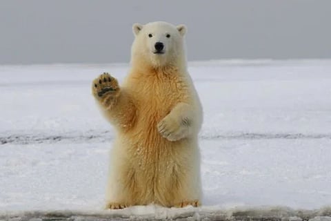 rare appearance of polarbear