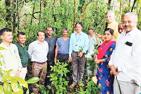 YLP samti