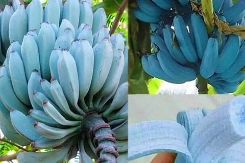Banana