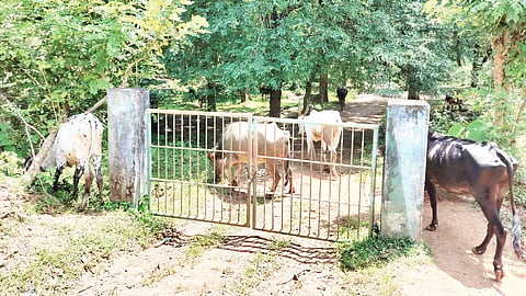 banavasi