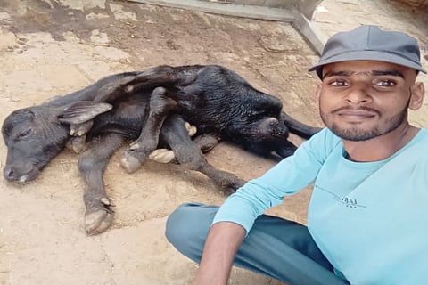 buffalobaby8legs