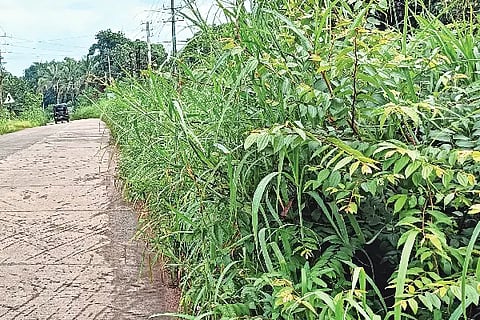 bushes