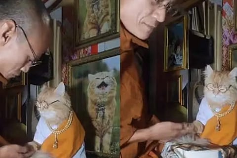 cat