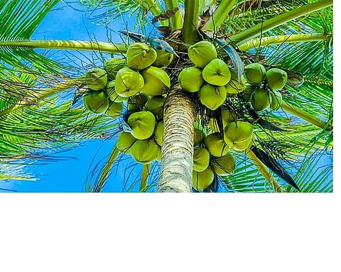 coco