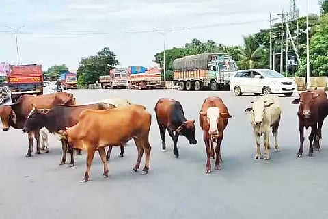 cow