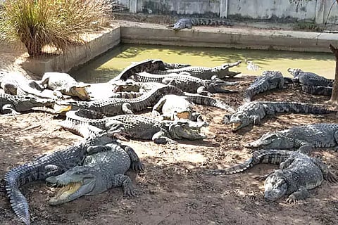 Crocodiles