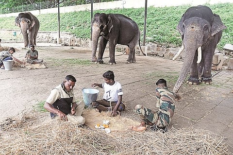 mysore