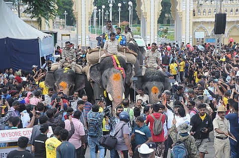 dasara elephants started weight bearing training