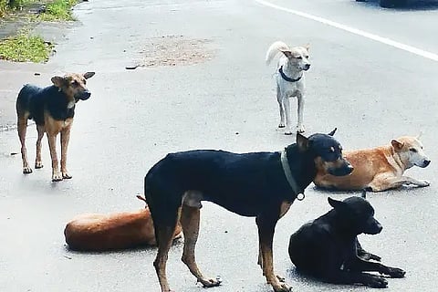 dog