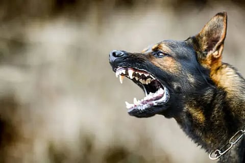 dog