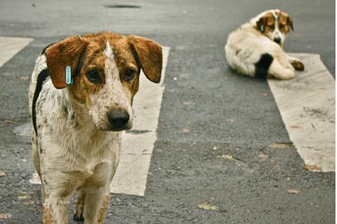Stray Dog died