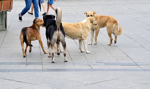 stray dogs