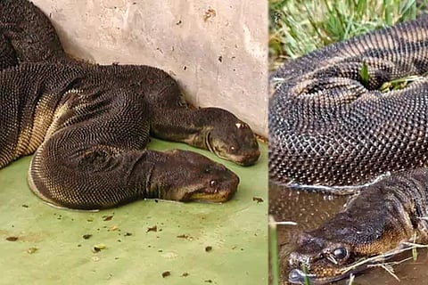 Elephant trunk snake