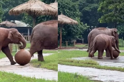 elephant video