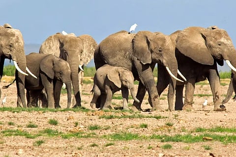 elephants