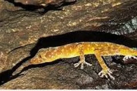 golden gecko (1)