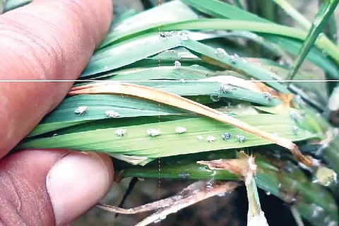 jigi hulu