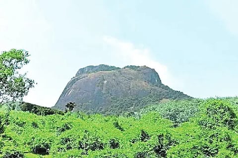 kallu