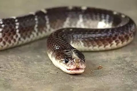 krait snake