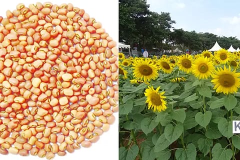 krishi mela