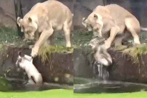 lion (1)