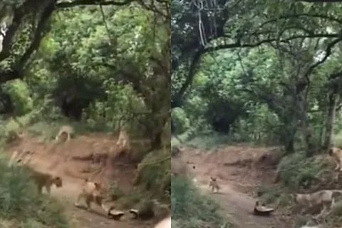 lion
