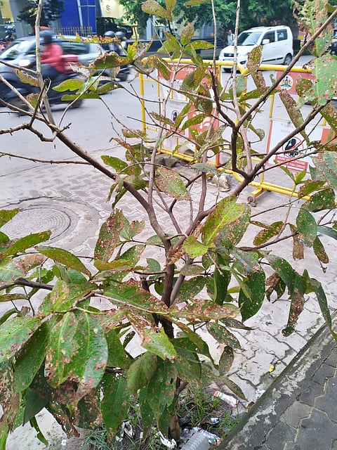 mng--12 sep plant damage 2